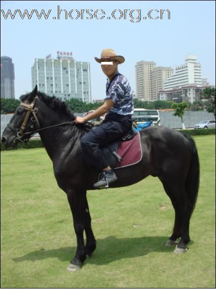 广东省内转让一匹个人骑乘马