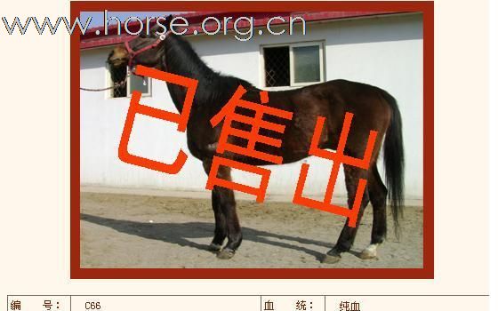 如下纯血马已售出