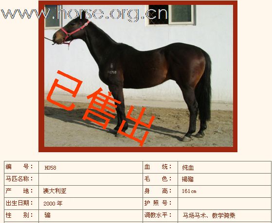 如下纯血马已售出