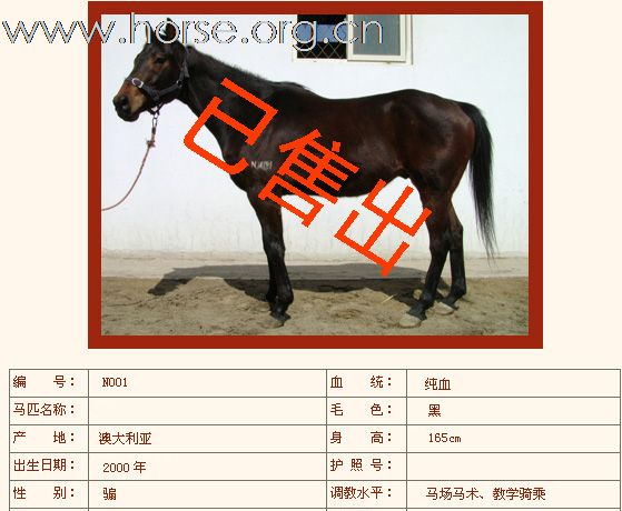 如下纯血马已售出