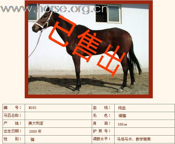 如下纯血马已售出