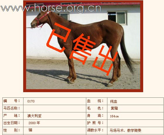 如下纯血马已售出（二）