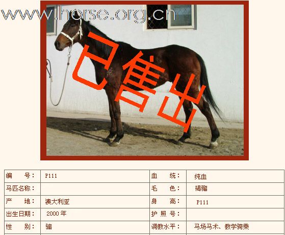 如下纯血马已售出（二）