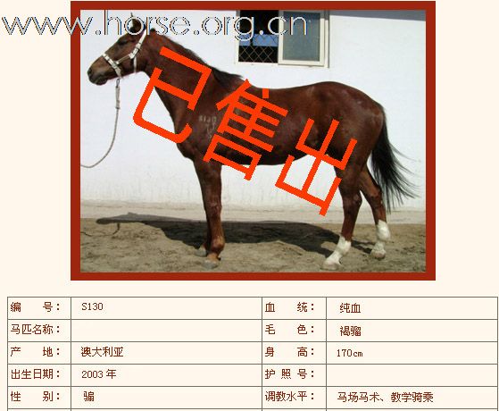 如下纯血马已售出（二）