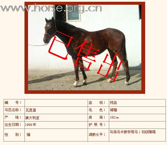 如下纯血马已售出（二）