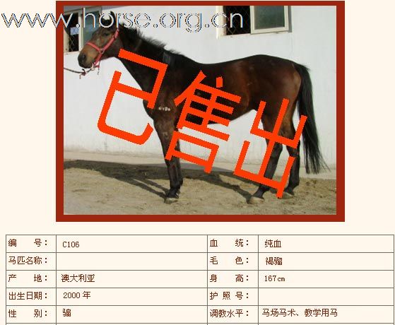 如下纯血马已售出（二）