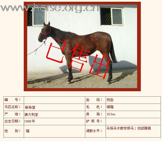 如下纯血马已售出（二）