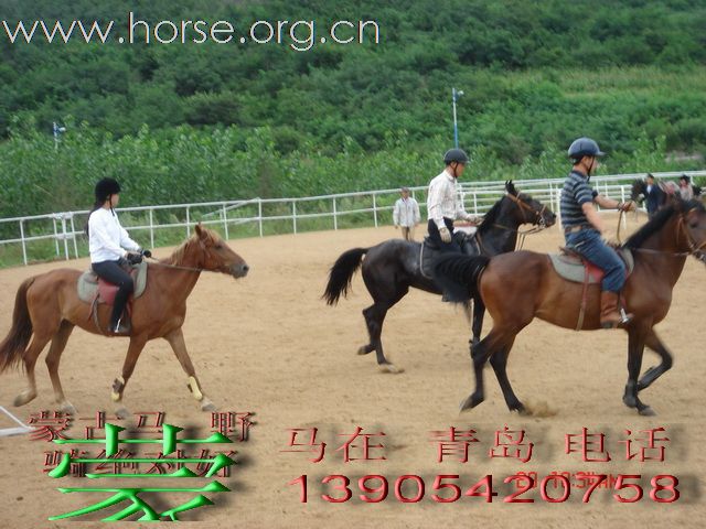 [推荐]好马出售