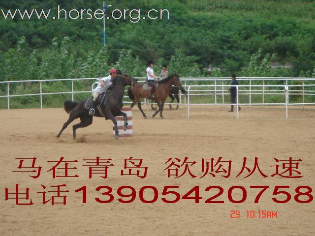 [推荐]好马出售