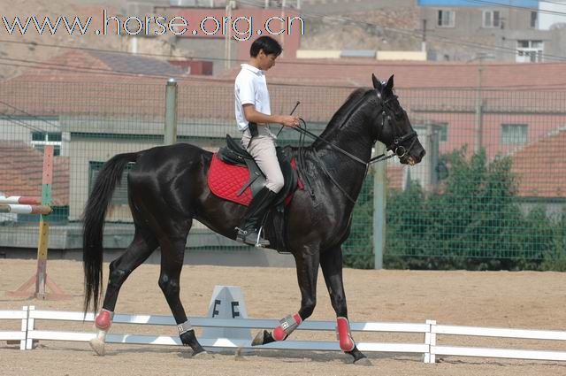 青岛凤凰马术俱乐部总教练梁勇风采