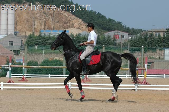 青岛凤凰马术俱乐部总教练梁勇风采