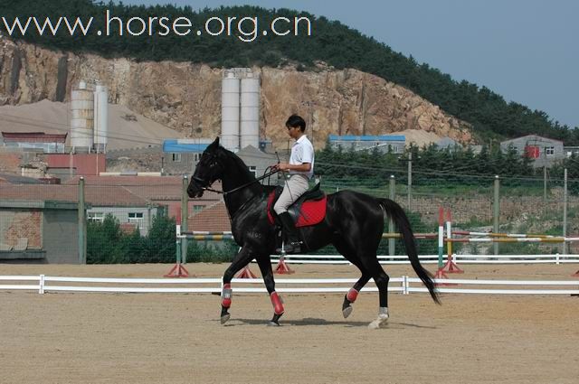 青岛凤凰马术俱乐部总教练梁勇风采