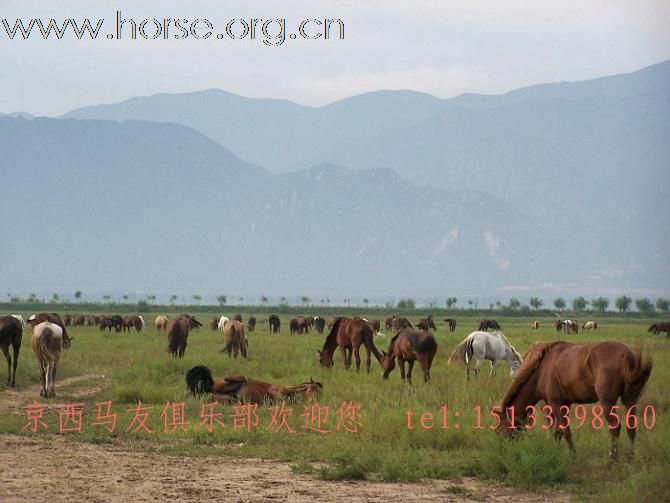 [注意]北京卖马最便宜的马匹生产基地