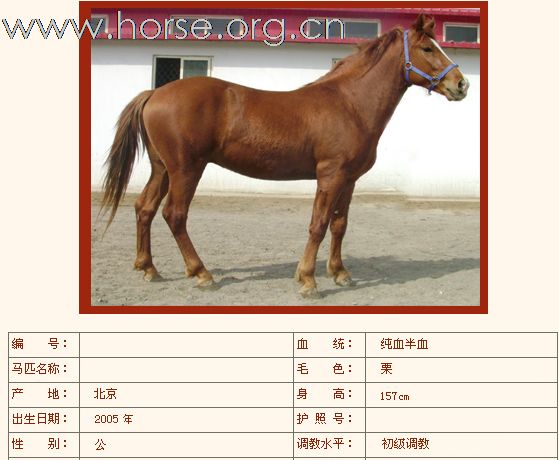 如下半血马已售出（第三组）