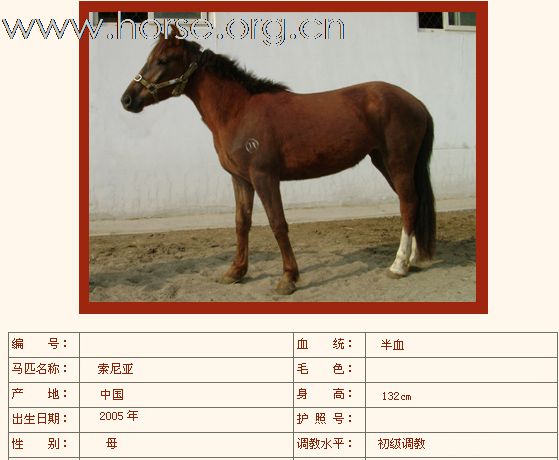 如下半血马已售出（第三组）