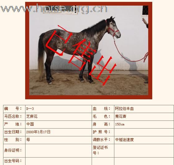 如下半血马已售出（第三组）