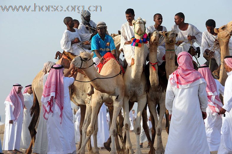 沙地阿拉伯舉行賽駱駝
