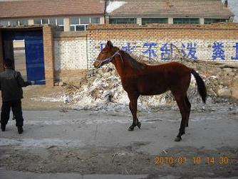 出售当年半血马驹