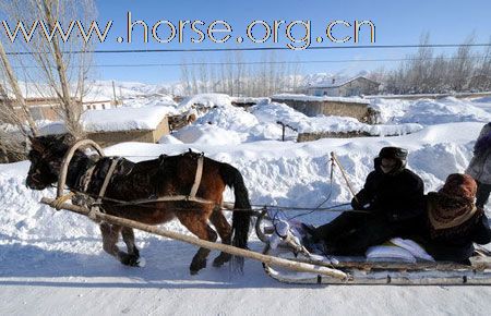 新疆雪灾，马匹转移