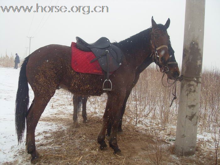 野骑