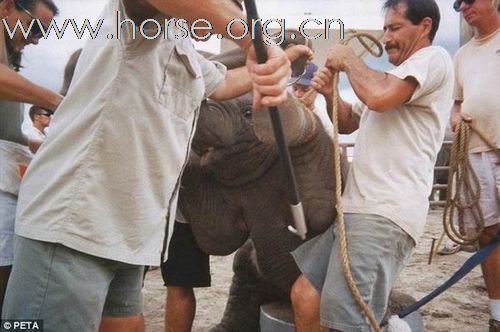 美国马戏团残忍训练大象