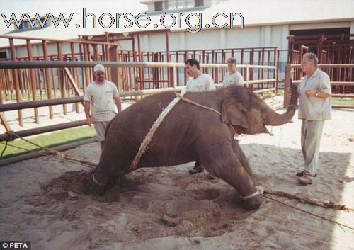 美国马戏团残忍训练大象