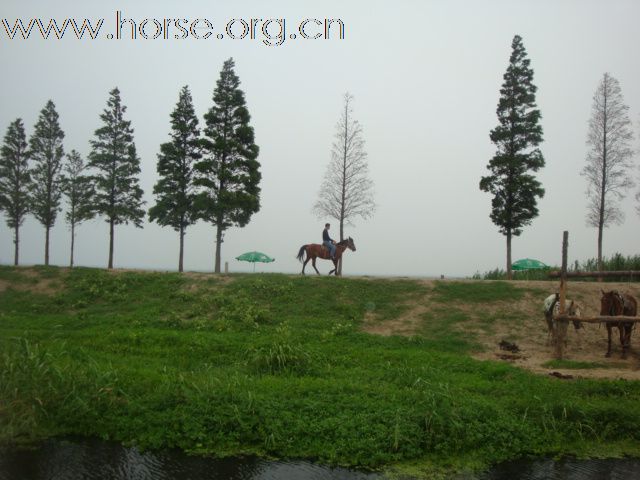 爱马乐园（昆山野骑马场）马匹已卖 场地转让