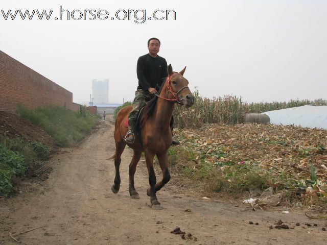 卖马