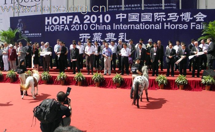 中国马界新星—设特兰矮马