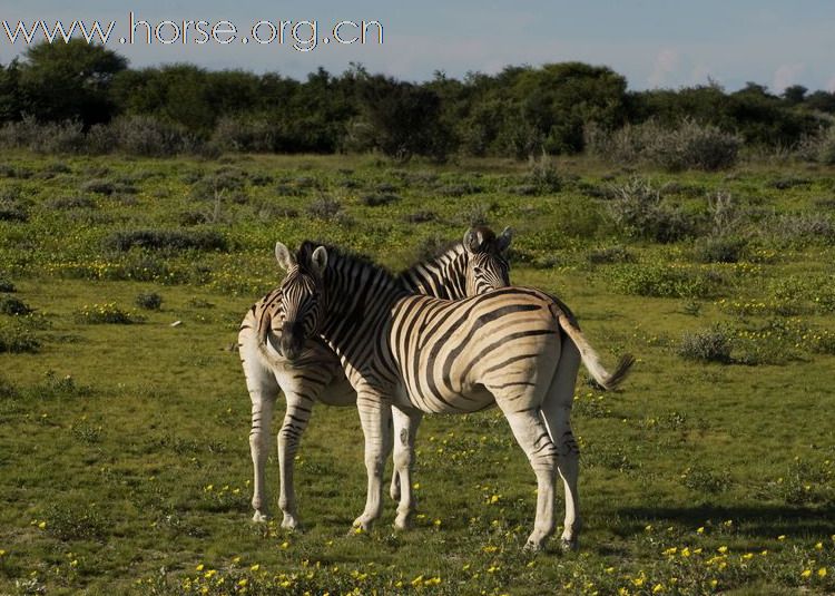 在南非動物保護區的斑馬