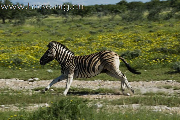 在南非動物保護區的斑馬