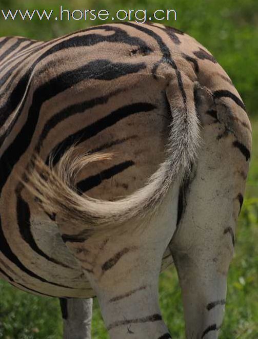 在南非動物保護區的斑馬