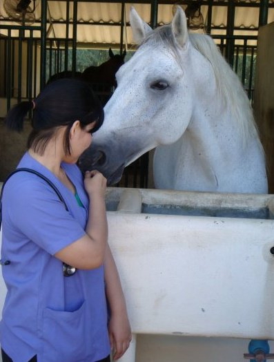 愛馬、照顧馬的泰國獸醫學生