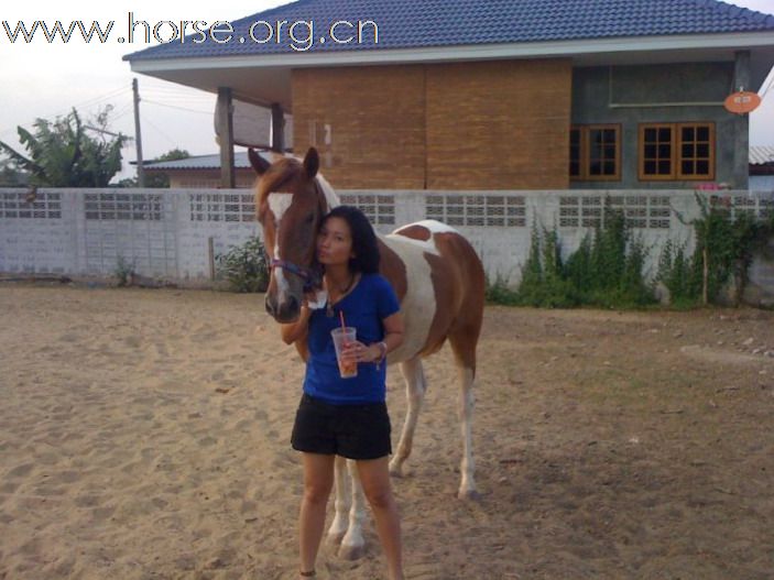愛馬、照顧馬的泰國獸醫學生