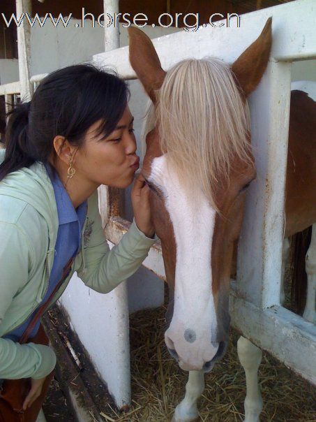 愛馬、照顧馬的泰國獸醫學生