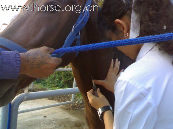 愛馬、照顧馬的泰國獸醫學生