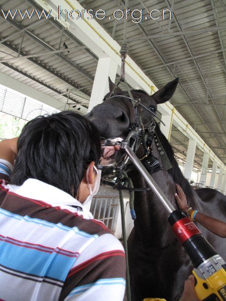 愛馬、照顧馬的泰國獸醫學生