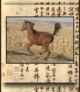 八匹骏马出售