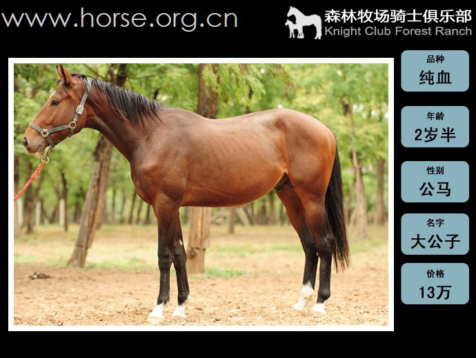森林牧场2岁公马出售