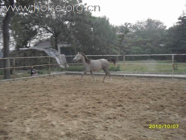 1岁半的阿拉伯公马