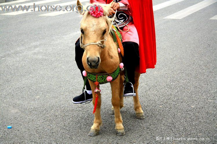 [贴图]广西德保红枫旅游节巡游中的马队