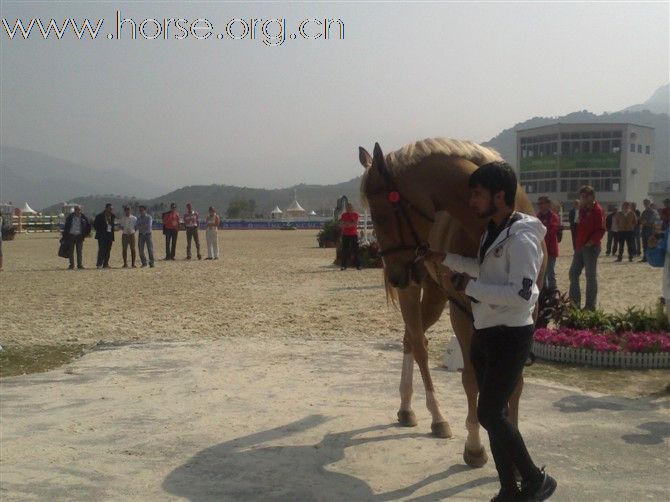 亚运会系列三 价值不菲的骏马验马精彩瞬间