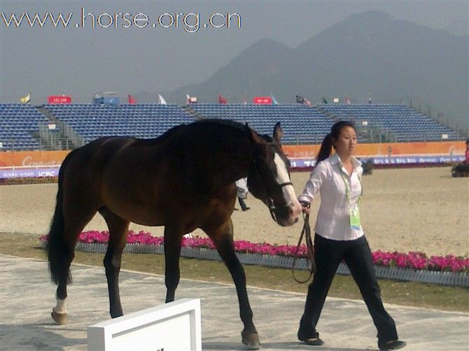 亚运会系列三 价值不菲的骏马验马精彩瞬间