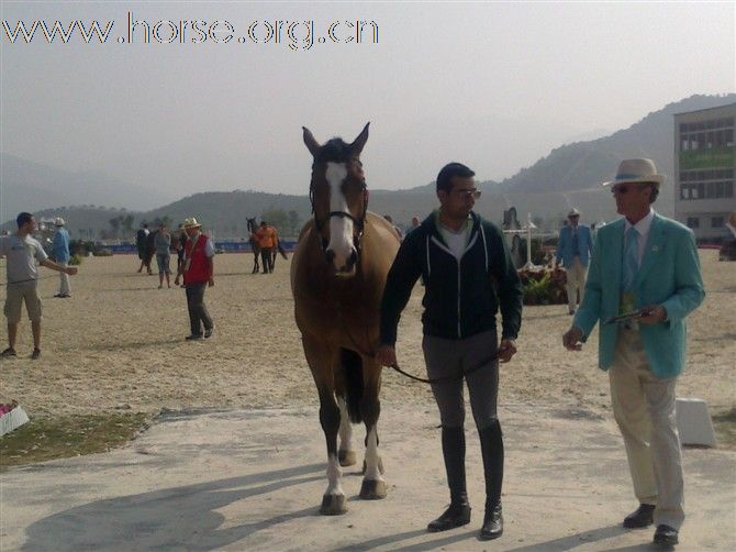 亚运会系列三 价值不菲的骏马验马精彩瞬间