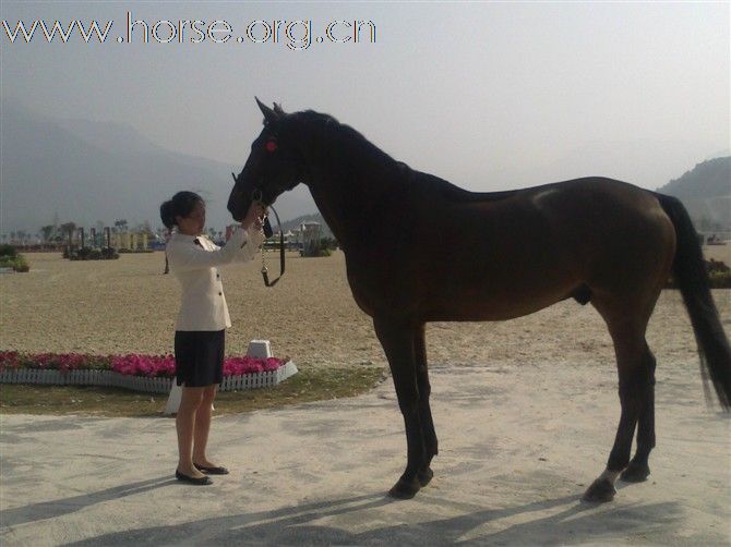 亚运会系列三 价值不菲的骏马验马精彩瞬间