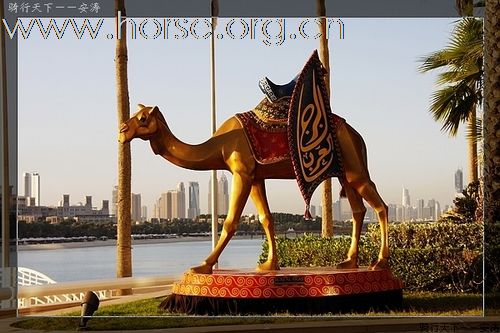 近在眼前的阿拉伯世界和王爷们的马！