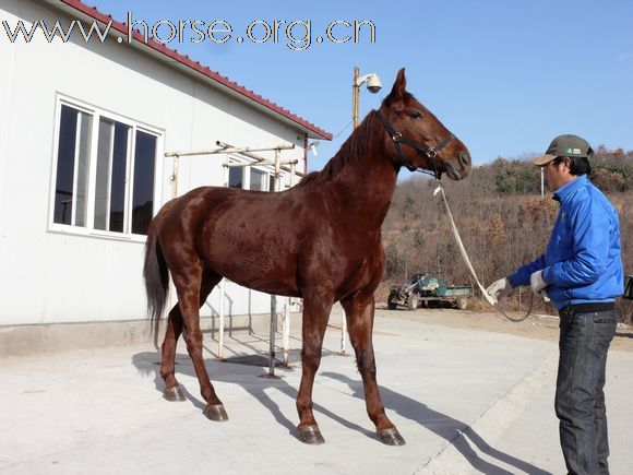 [注意]出售2匹母马！！！