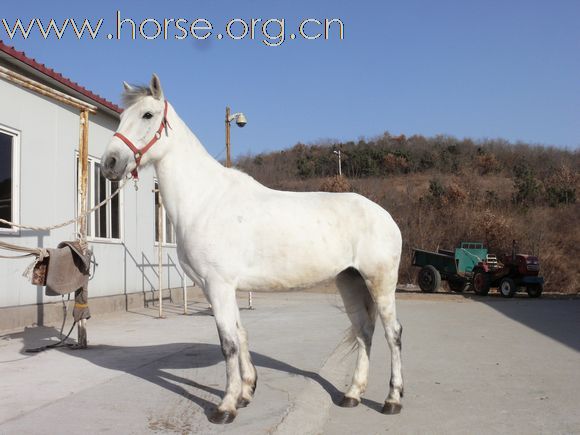 [注意]出售2匹母马！！！