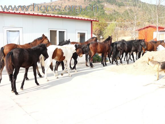 [注意]出售2匹母马！！！