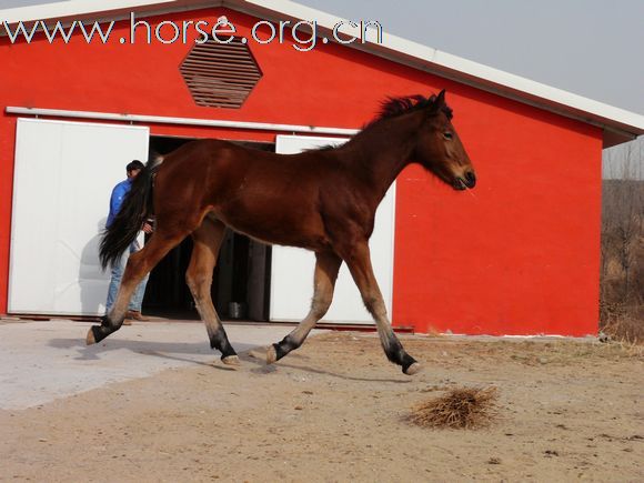 [注意]出售2匹母马！！！